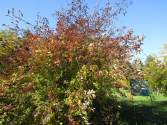 Forsythia giraldiana