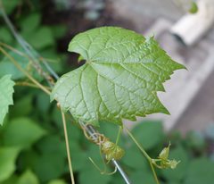 Vitis riparia