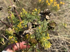 Silphium gracile