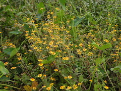Acmella repens