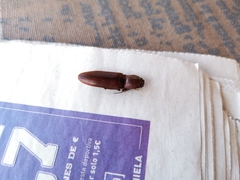 Stenagostus laufferi