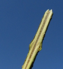 Forsythia giraldiana