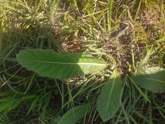 Gerbera piloselloides