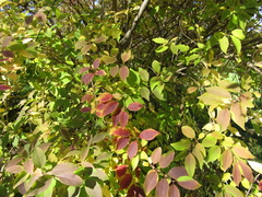 Forsythia giraldiana