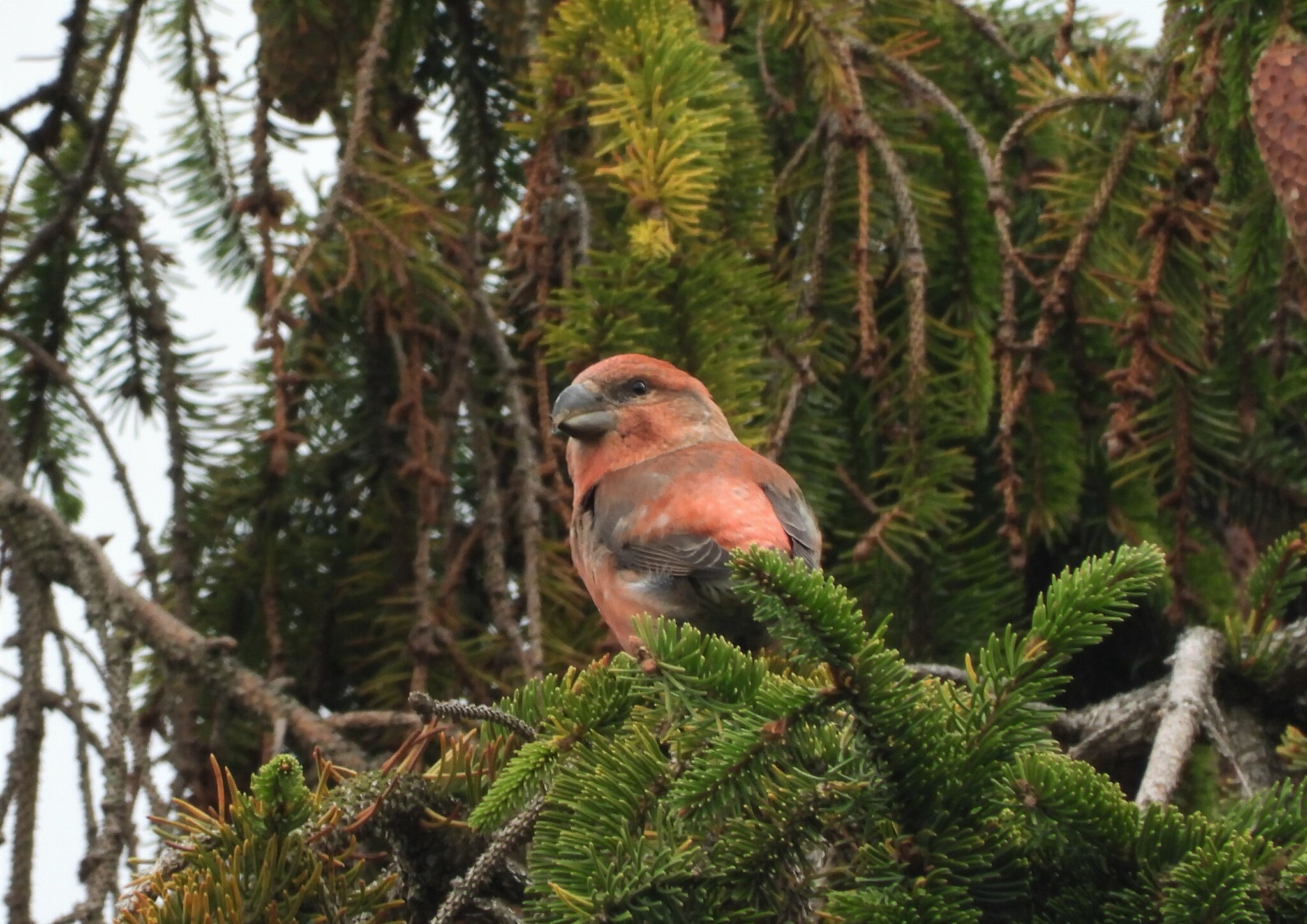 Parrot Crossbill (Loxia pytyopsittacus)