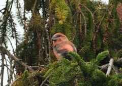 Loxia pytyopsittacus