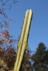 Forsythia giraldiana
