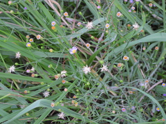 Symphyotrichum divaricatum