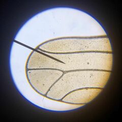 Craspedolepta lapsus