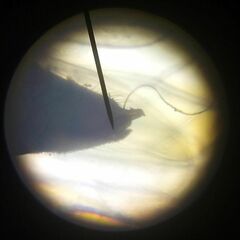 Craspedolepta lapsus