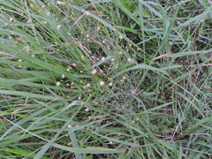 Symphyotrichum divaricatum