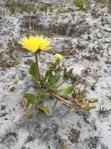 Image of Carpanthea pomeridiana by (c) Charleen Brunke, some rights reserved (CC BY)