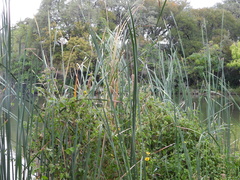 Typha domingensis