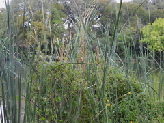 Typha domingensis
