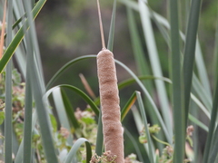 Typha domingensis