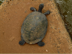 Phrynops williamsi