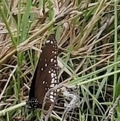 Euploea core