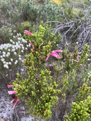 Erica versicolor