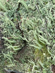 Cladonia coniocraea