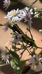 Cucullia convexipennis