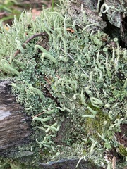Cladonia coniocraea