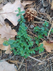 Hypericum perforatum