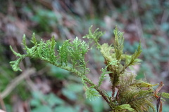 Thuidium tamariscinum