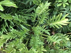 Thaumatophyllum xanadu