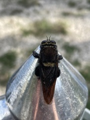 Mallophora leschenaulti