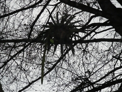 Tillandsia prodigiosa