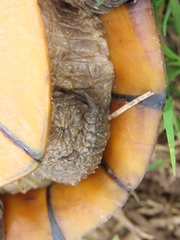 Kinosternon leucostomum