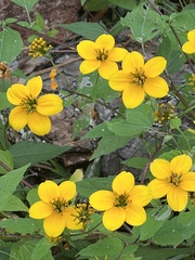 Sclerocarpus uniserialis