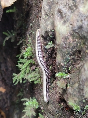 Pachyiulus krivolutskyi