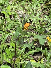 Tegosa