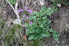 Betonica officinalis