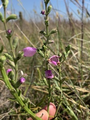 Physostegia virginiana