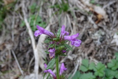 Betonica officinalis