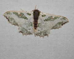 Victoria fuscithorax