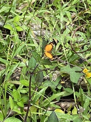 Tegosa