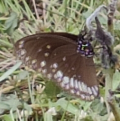 Euploea core