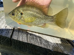 Lepomis microlophus