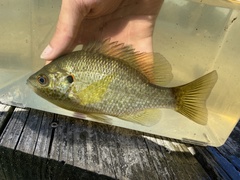 Lepomis microlophus