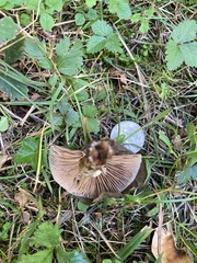 Rhodocybe