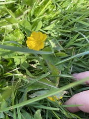 Ranunculus