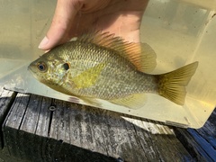 Lepomis microlophus
