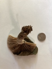Rhodocybe