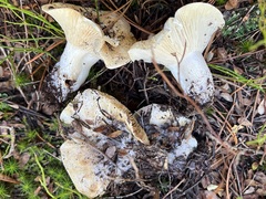 Russula cascadensis