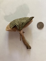 Rhodocybe