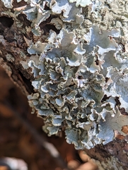 Parmotrema hypotropum