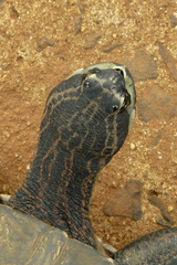 Phrynops williamsi